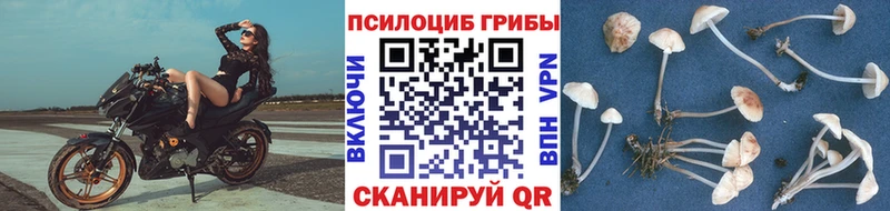 Галлюциногенные грибы Psilocybine cubensis  Купить  Новохопёрск 
